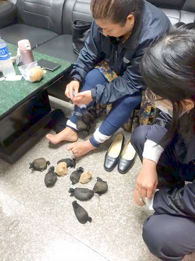 婦人將24隻沙鼠用絲襪包裹綁在小腿上。第九岸巡隊/提供