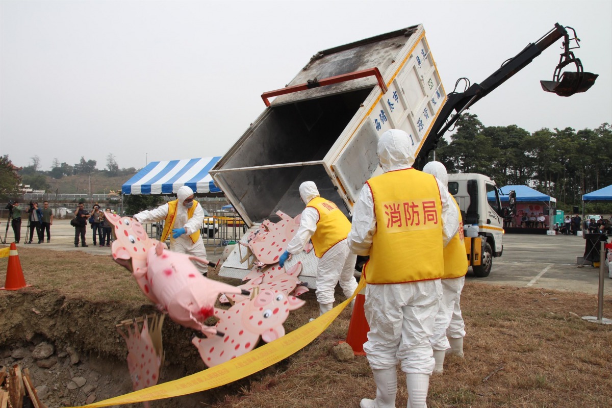 高雄市非洲豬瘟防疫演習模擬感染疫情的豬隻的掩埋作業,相當逼真。 高雄市動保處/提供