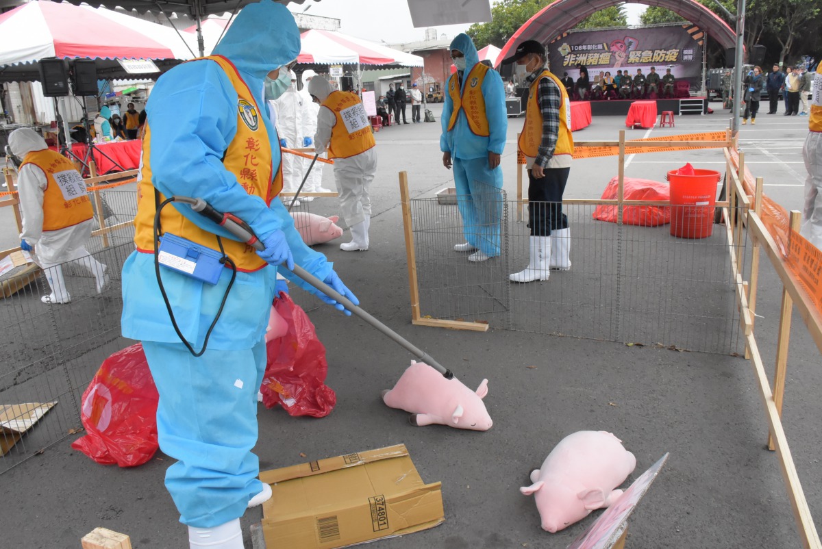 模擬非洲豬瘟爆發場時的撲殺作業，利用電擊器將豬隻撲殺。彰化縣政府/提供