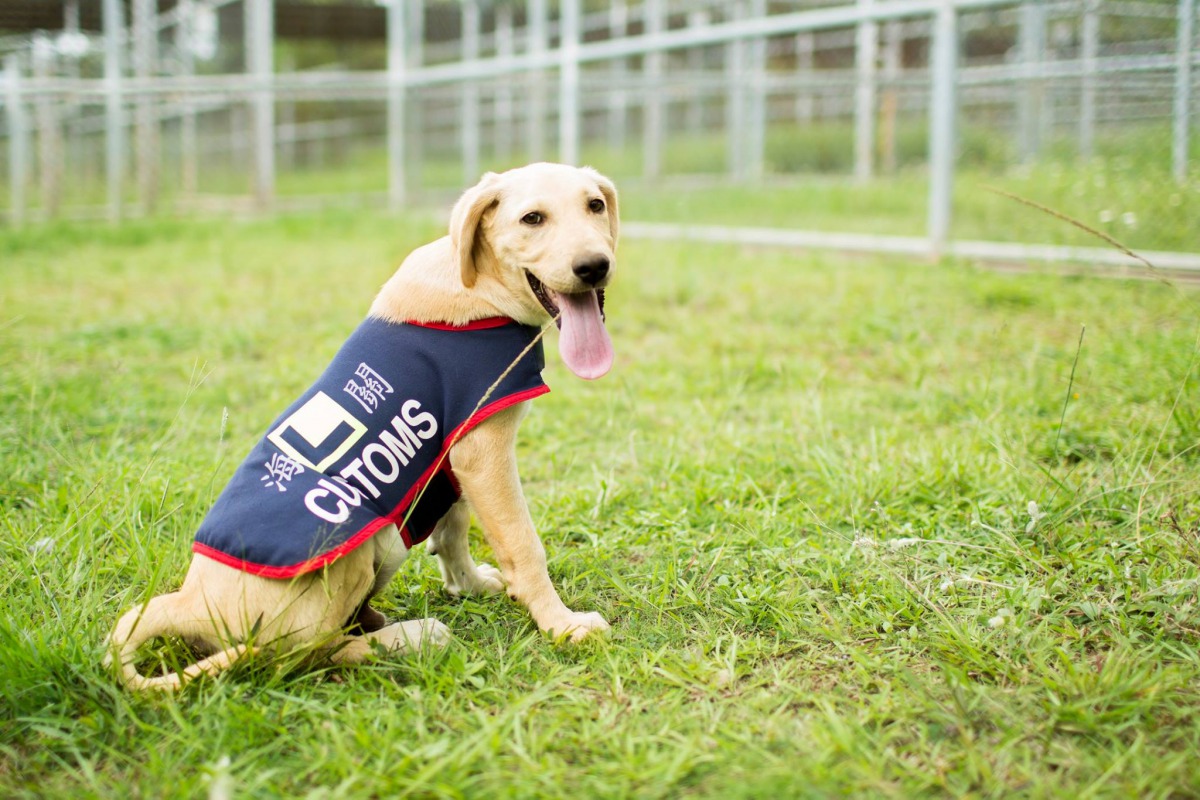 每一隻獨當一面的緝毒犬都在還是幼犬時經過社會化訓練而成的。 取自/緝毒犬培訓中心