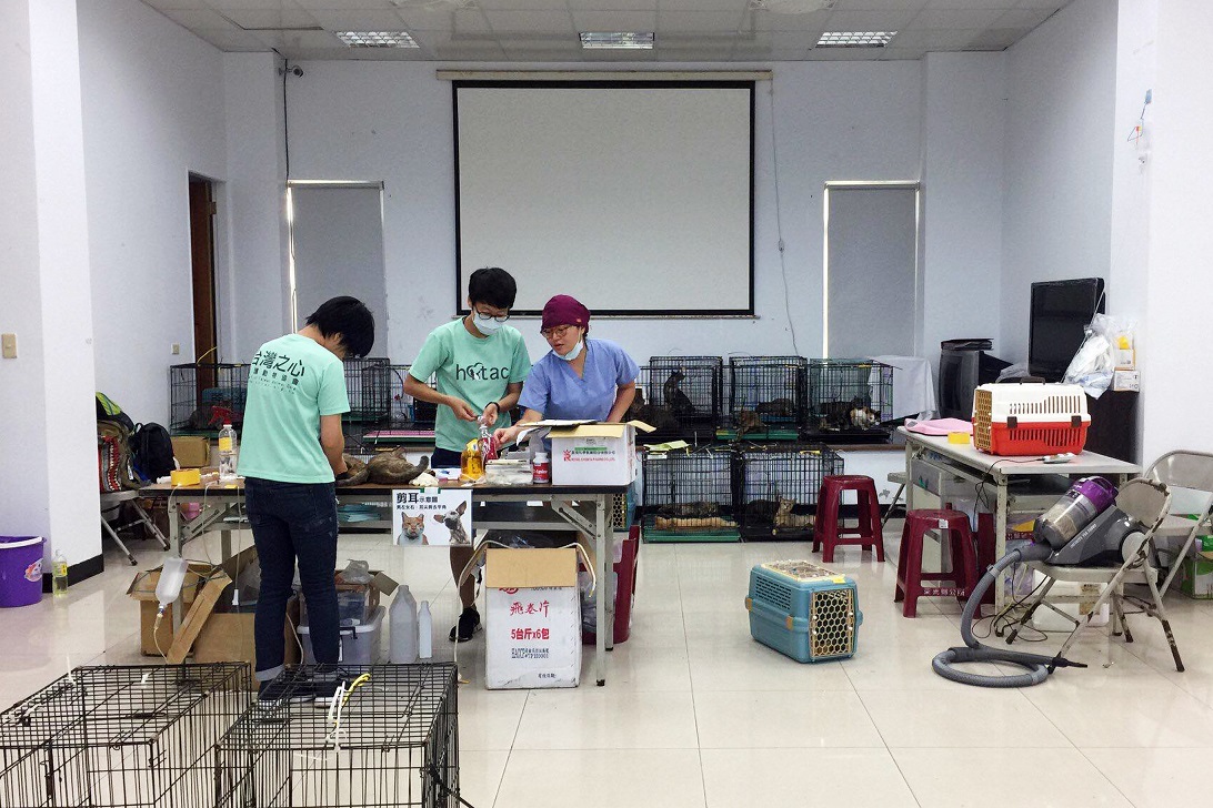 台灣之心駐紮團隊到馬祖替犬貓絕育。台灣之心/提供