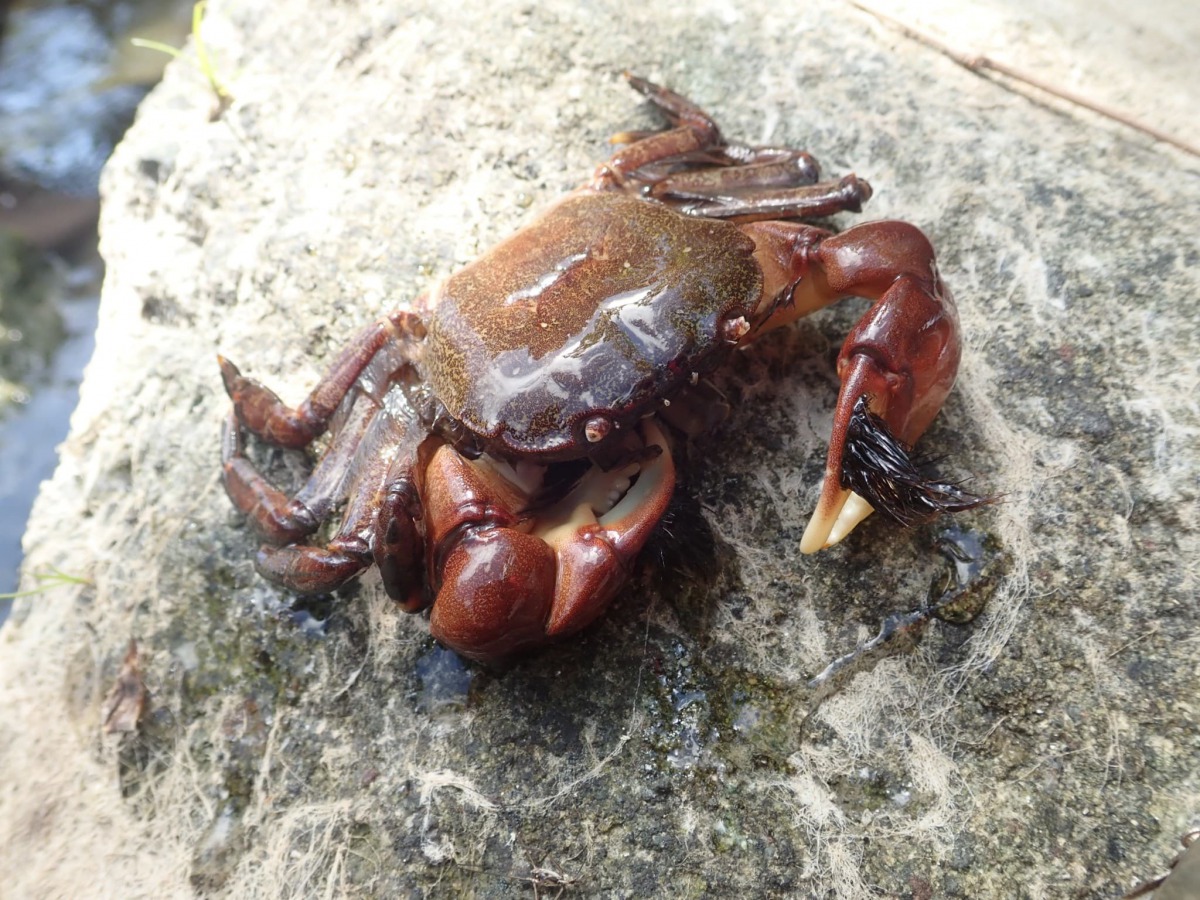 被稱作「郝柏村蟹」的剛毛假方蟹因為螯上場了黑色硬毛而得名。 洄瀾風生態有限公司/提供