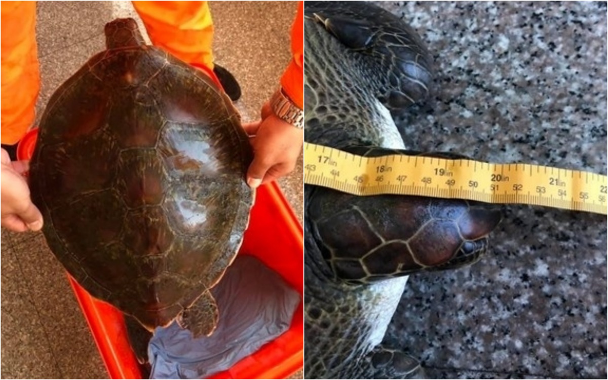 中部分署第四岸巡隊日前也接獲一隻遭誤捕的綠蠵龜。第四岸巡隊/提供