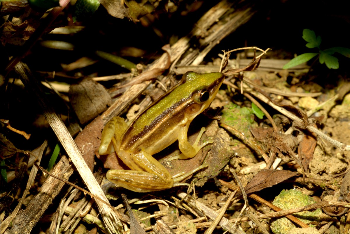台北赤蛙的特徵為兩條黑線和兩條白線。 新北市農業局/提供