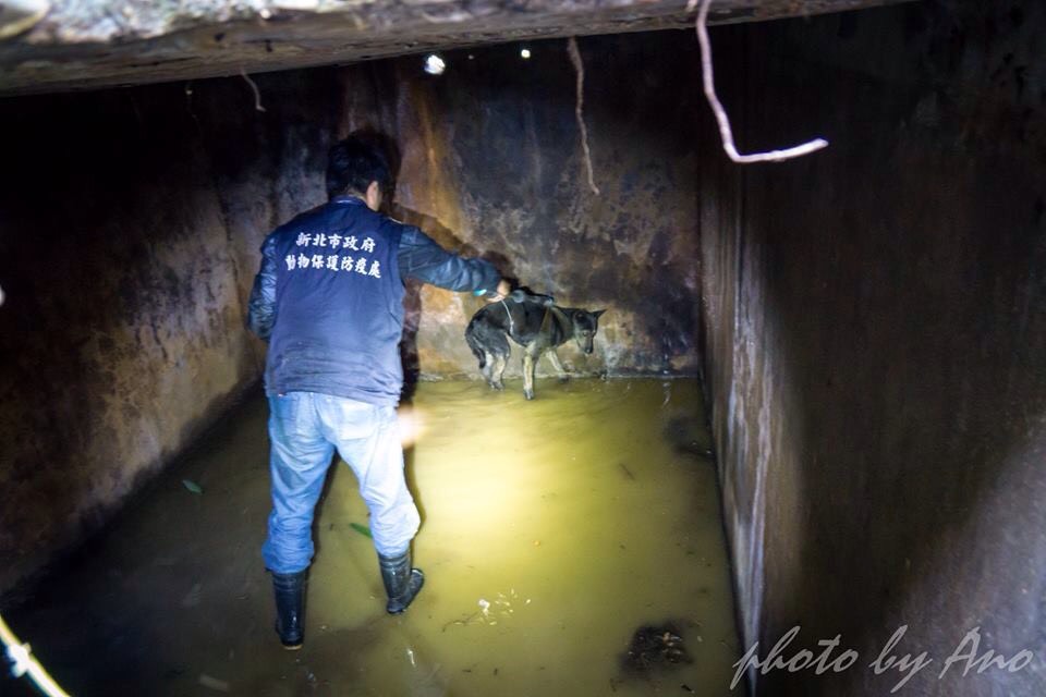 動保員救援受困涵管的浪犬。 新北市動保處/提供