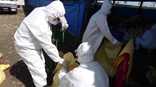 H5N8最後一起案例清場後3個月內無疫情發生。屏東縣政府/提供