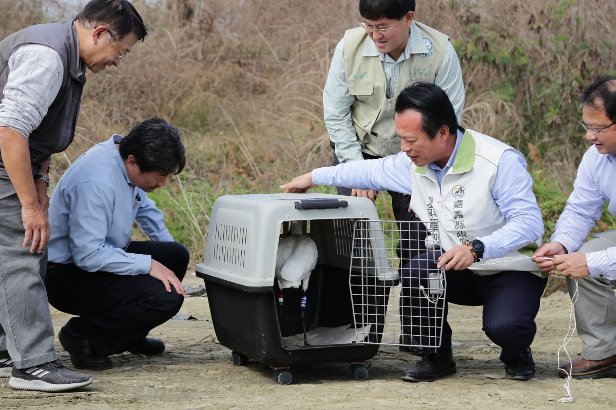 黑面琵鷺T84在嘉義縣長(右2)、中華野鳥學會理事郭東輝(左1)、嘉義林管處副處長李定忠(右1)等人的陪同下進行野放。 嘉義縣政府/提供