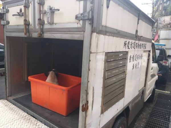 遭棄養的麝香豬由動保所帶回收容。基隆動保所/提供