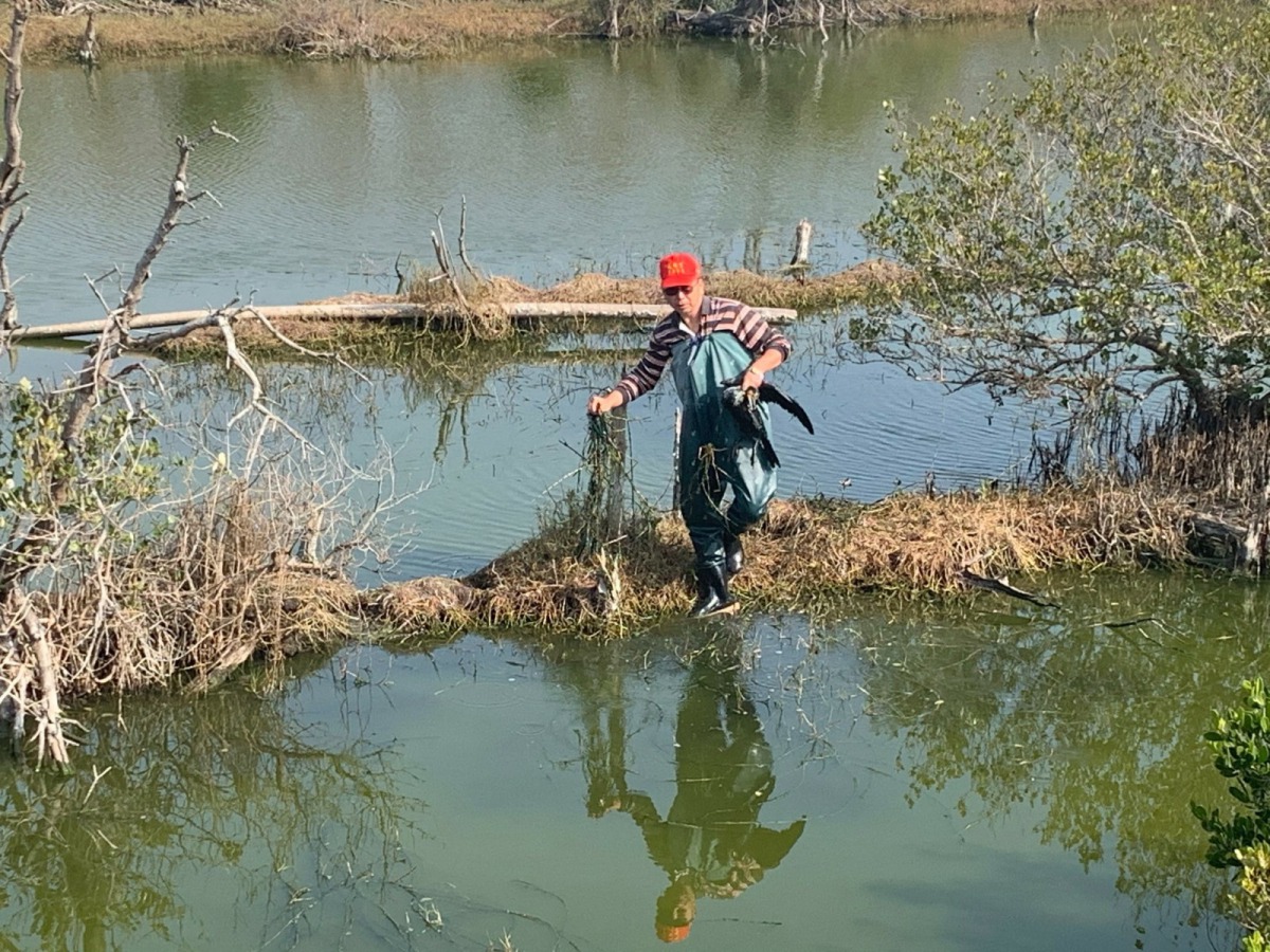台糖東石農場人員涉水救援遭漁網纏住的鸕鶿。 嘉義林管處/提供