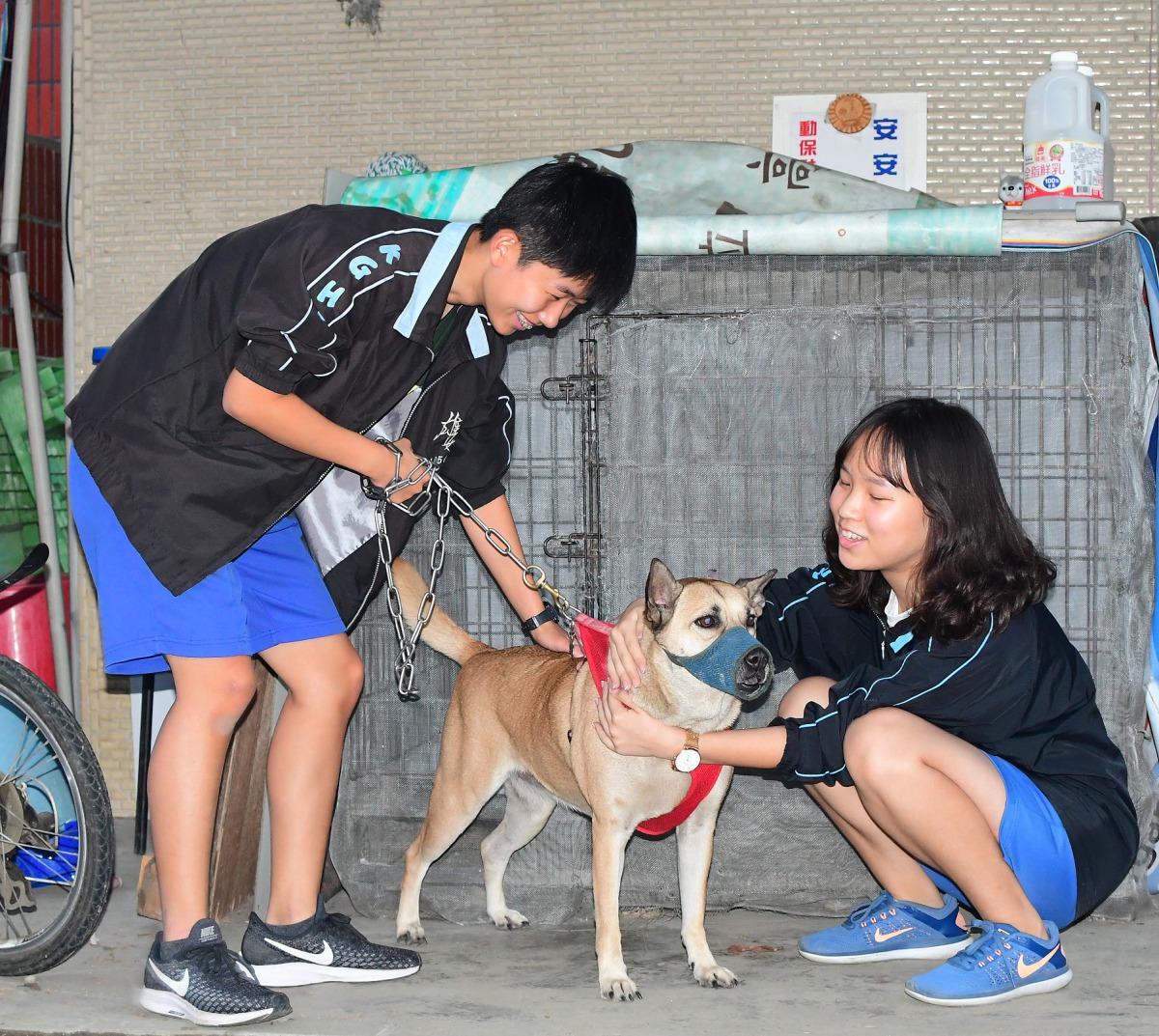校犬「安安」平時都會戴上口罩。台灣動物緊急救援小組/提供
