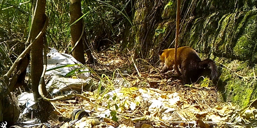 三級保育類動物黃喉貂利用溪流水岸森林進行移動。 花蓮林管處/提供