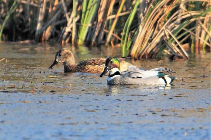 茄萣濕地吸引許多雁鴨科水鳥前來棲息。(圖為羅文鴨) 高雄市工務局/提供