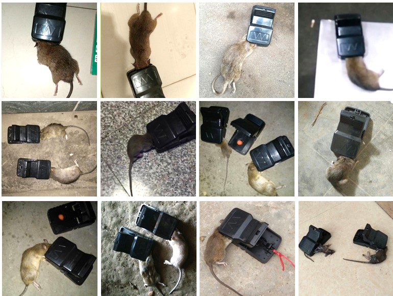 業者所展示新型獸夾的捕鼠效果。台灣動物緊急救援小組/提供