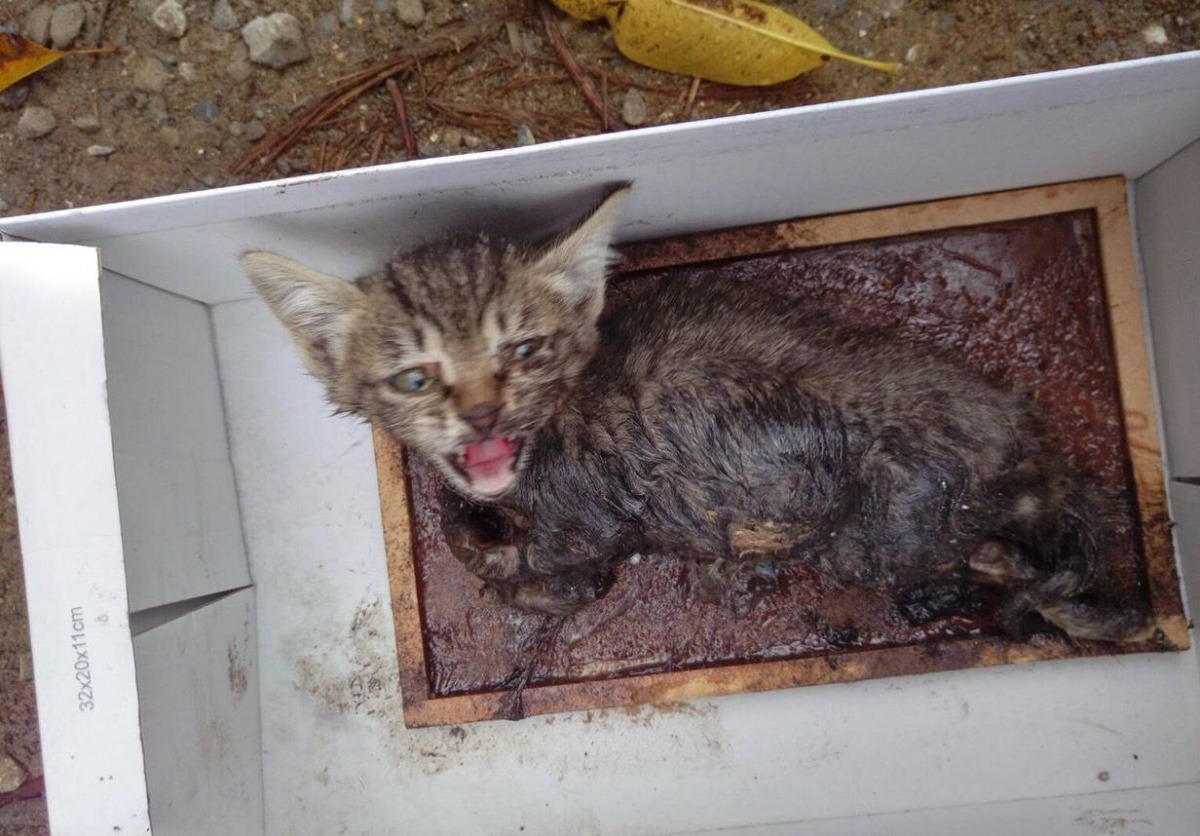 民眾在自家車庫發現黏鼠板上黏住一隻小貓咪。 新北市動保處/提供