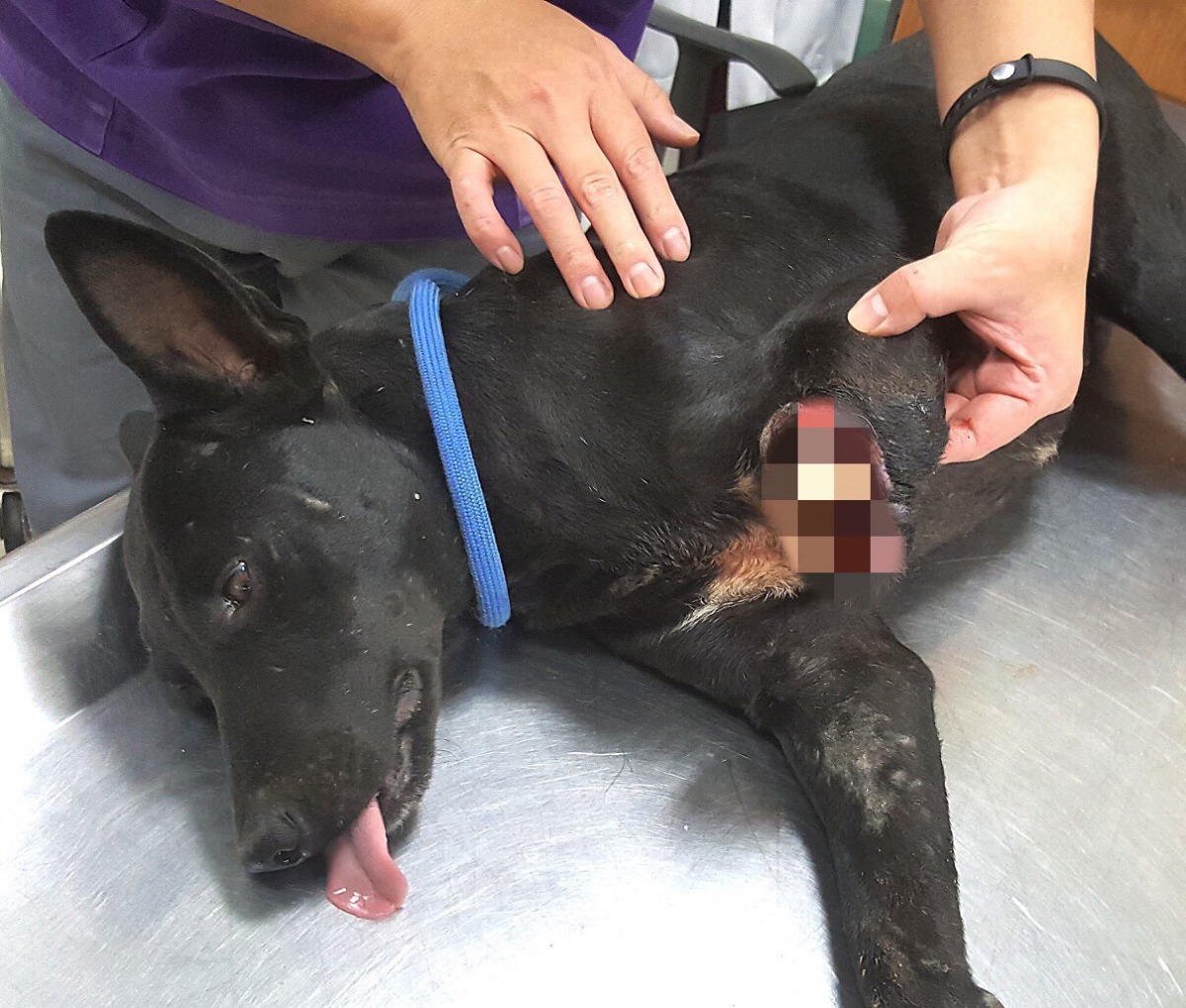 小黑的傷口嚴重感染必須要截肢。 台灣動物緊急救援小組/提供