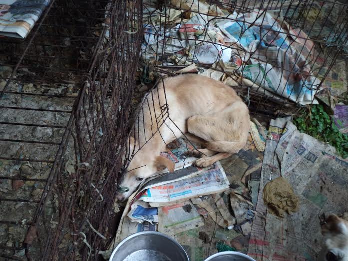 蔡姓退休女老師在4年前也被檢舉不當飼養犬貓。 資料照片 基隆動保所/提供