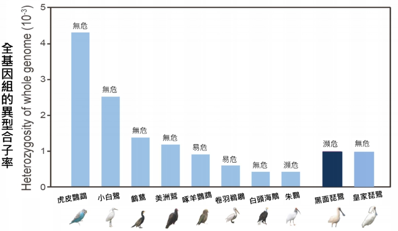 瀕危的黑面琵鷺基因組遺傳多樣性與其他鳥類差異不大。 特生中心/提供