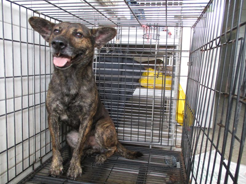 南投收容所目前有300隻犬貓等待民眾認養。 取自/南投縣家畜疾病防治所網站
