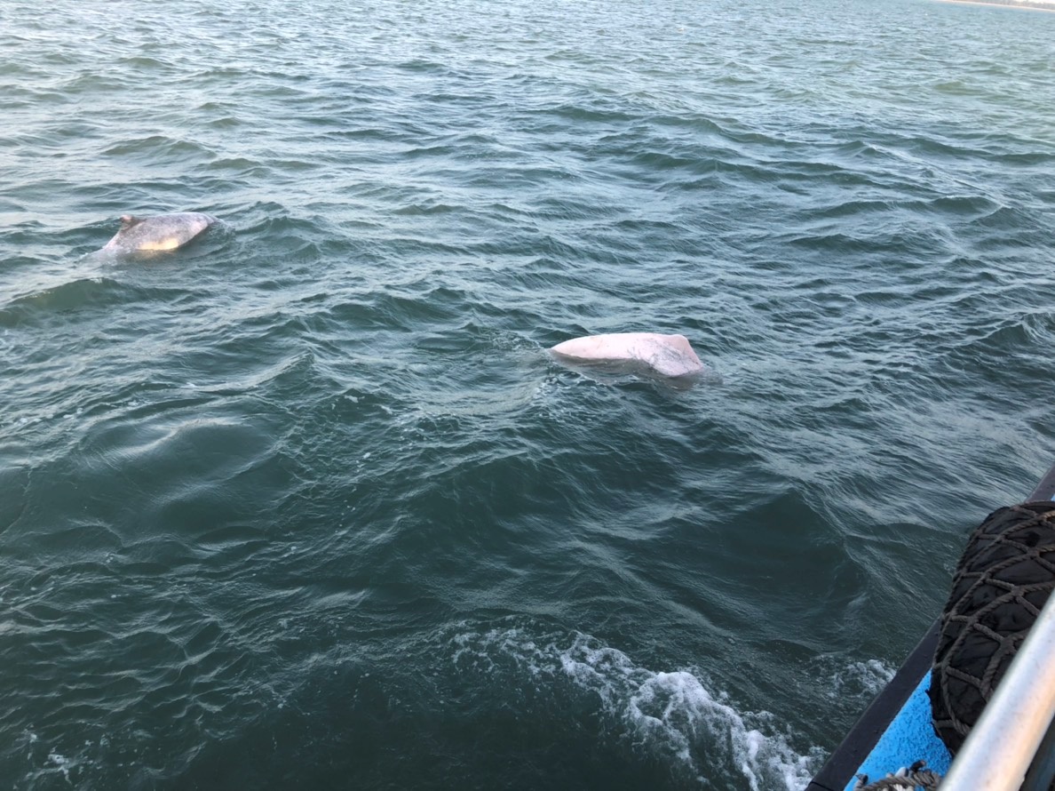 海巡隊員近距離觀察白海豚。 布袋海巡隊/提供