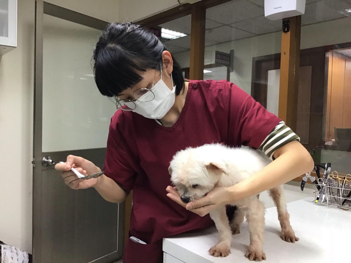 手術後動保員餵馬爾濟斯吃藥。 新北市動保處/提供