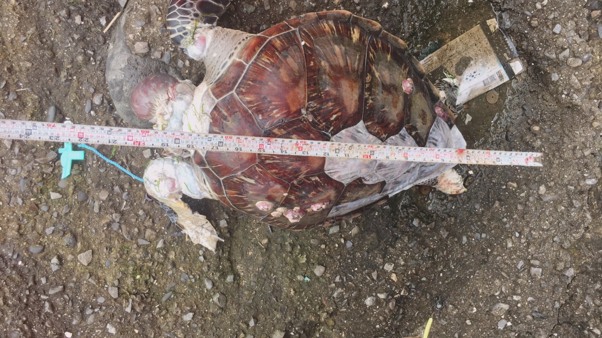 3月份北海岸發生的第2起海龜擱淺死亡案例。 第二岸巡隊/提供