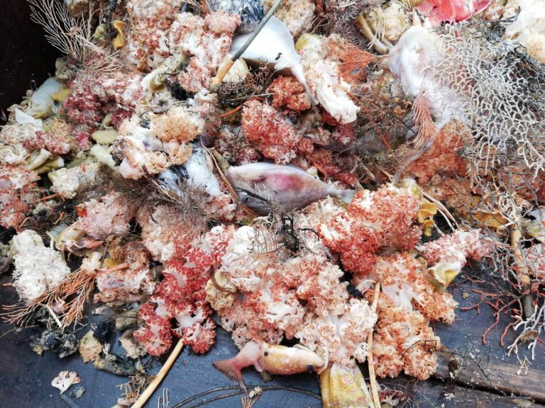 海巡人員在越界大陸籍漁船上查獲大量禁捕的軟珊瑚及海樹。海巡署艦隊分署/提供