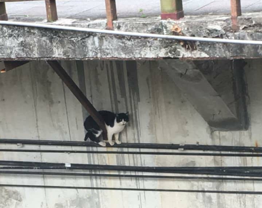 賓士貓一開始被發現時是在電纜上岌岌可危，最後不慎跌落排水溝。 新北市動保處/提供