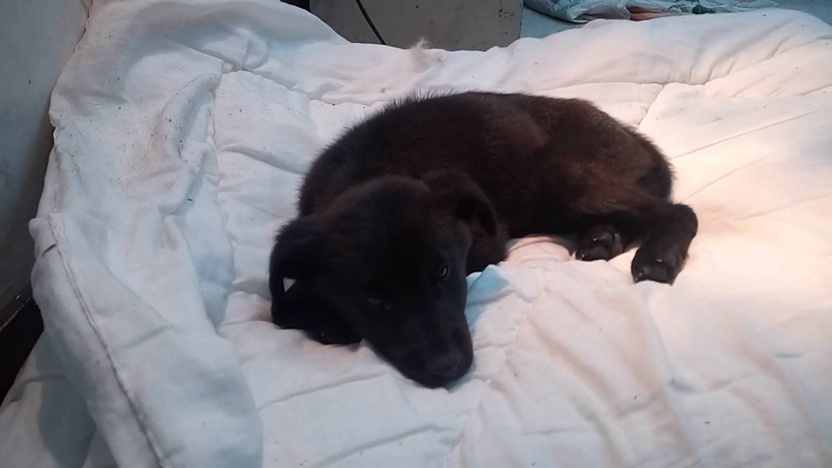 外表乾淨、約1~2個月大的小幼犬被民眾丟棄在八里保育場門口。中華民國保護動物協會/提供