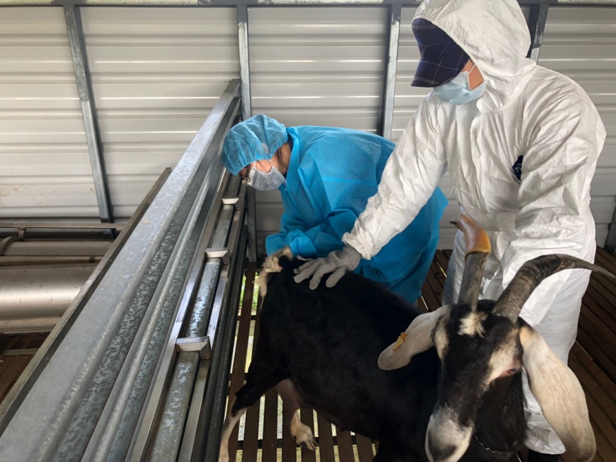 動保處針對乳羊進行皮內注射結核菌素檢測。 新北市動保處/提供