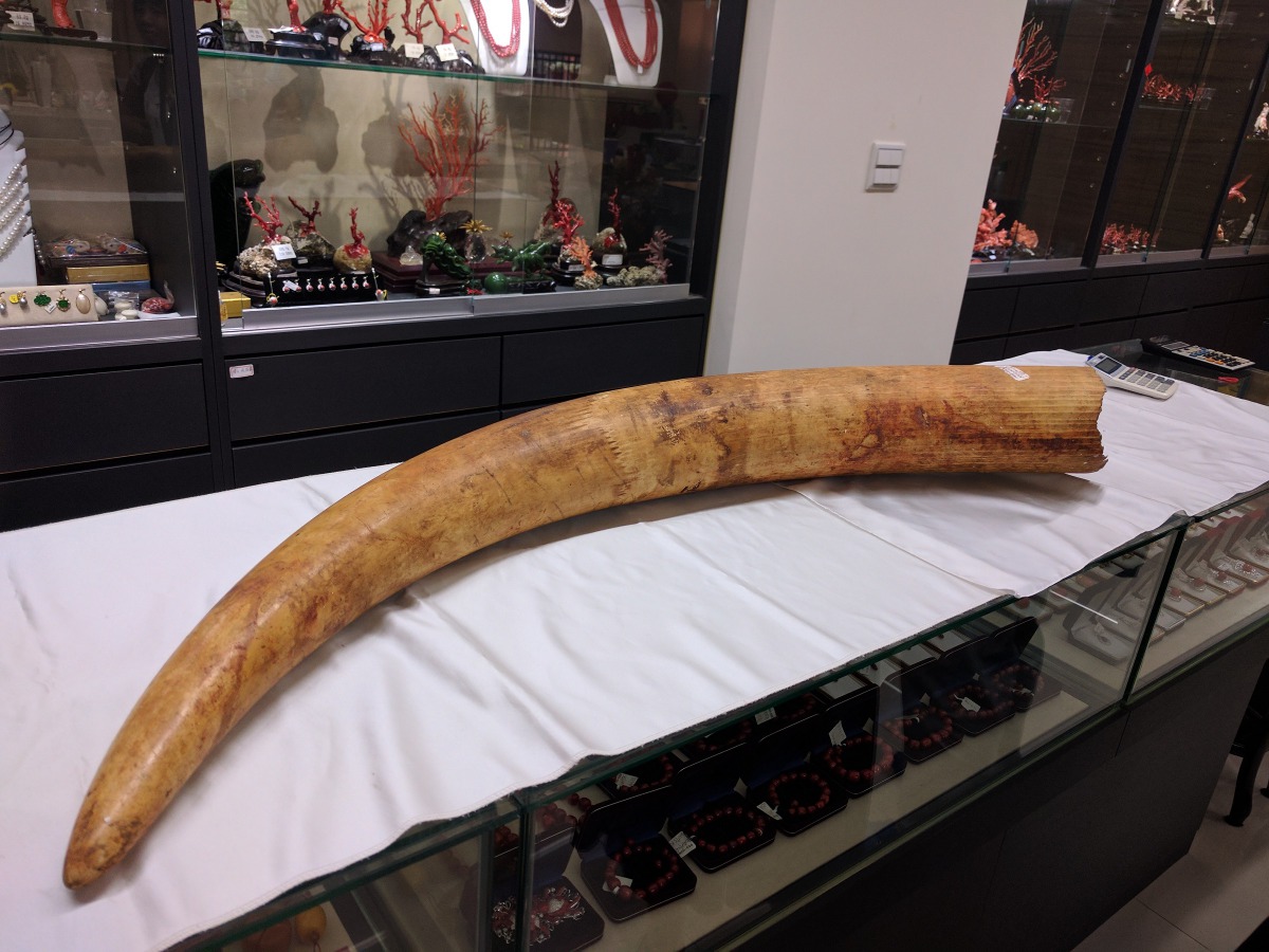 象牙相關產製品在明年起全面禁止販售。資料照片 林務局/提供