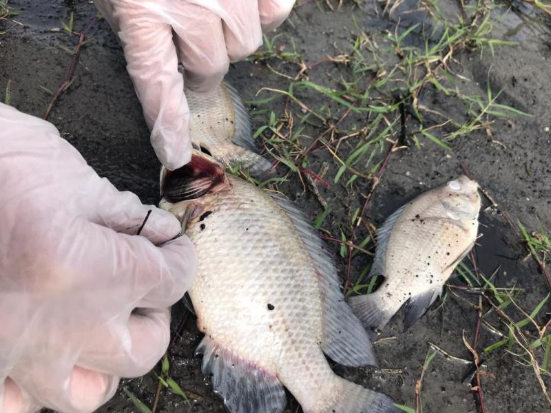 防疫人員檢查魚鰓判斷死因跟水質溶氧量不足有關。 宜蘭縣環保局/提供