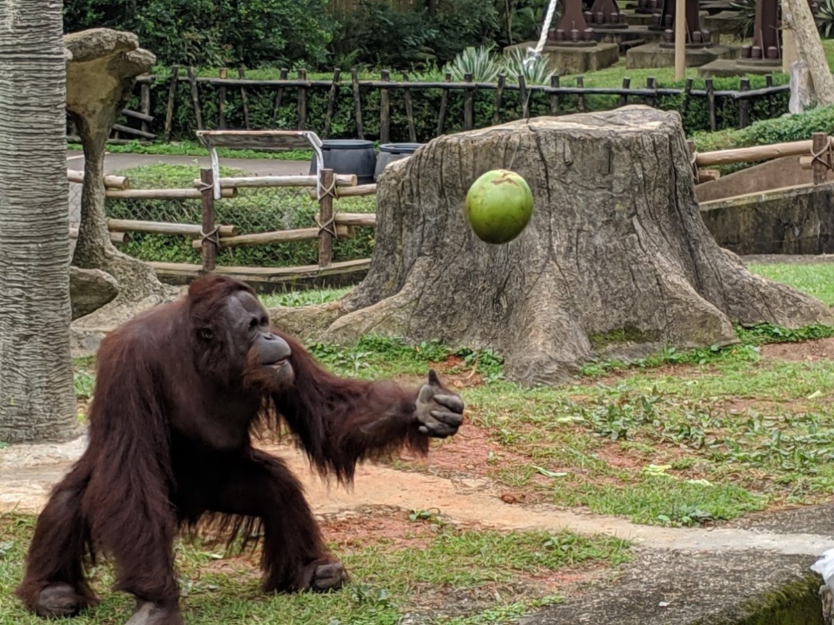 六福村園方透過新設施刺激動物行為，讓紅毛猩猩動腦筋拿到椰子。 六福村/提供