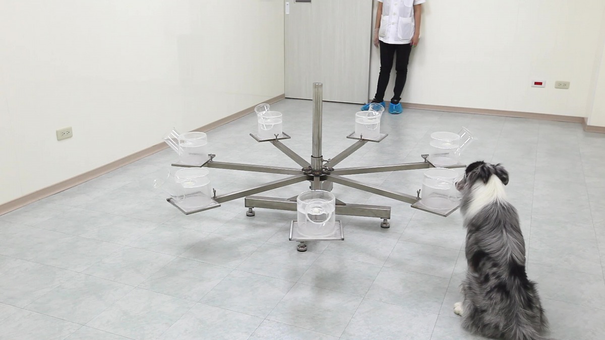 當嗅癌犬聞到尿液中有腫瘤氣味分子時就會坐下。精准生技 /提供