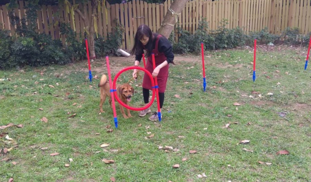 狗狗一開始遇到跳圈時會不敢跳過去，必須經過志工慢慢訓練。 新北市動保處/提供