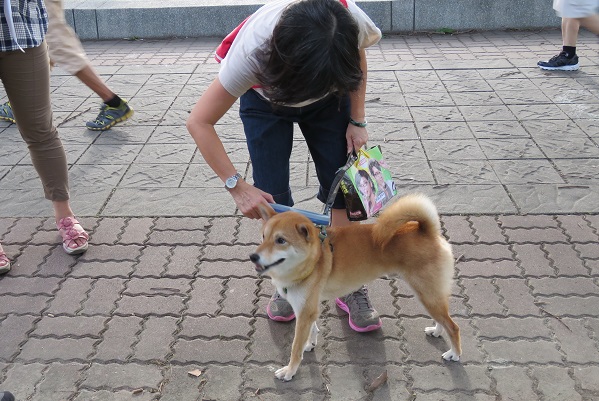 彰化縣動物防疫所將會在公園、學校等公共場所執行寵登稽查。 資料照片 蕭士塔/攝