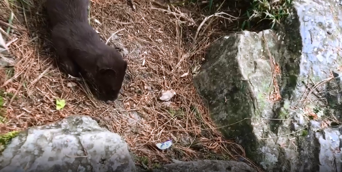 山友拍攝到黃鼠狼誤食紙屑。翻攝島嶼步行者粉絲專頁