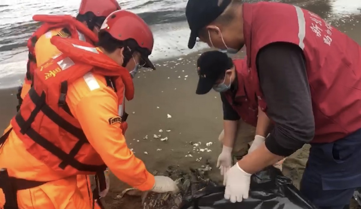 岸巡人員與動保處人員合力將海龜打包轉交給海洋大學。第八岸巡隊/提供
