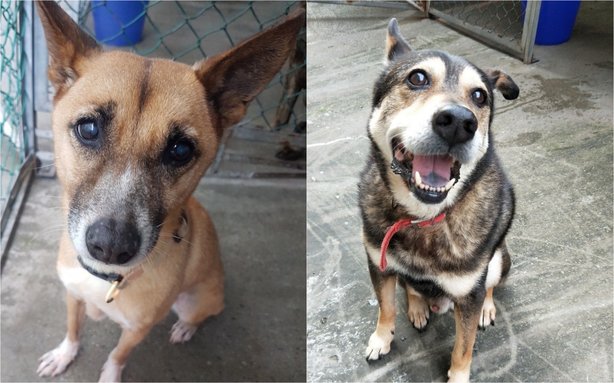 「Foxy」(左)與「哈密瓜」。 朝陽動保社/提供