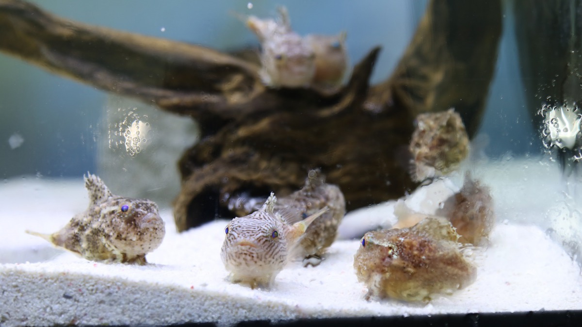 「波妞魚」不善游泳，大多都會吸附在物體上面。 屏東海生館/提供