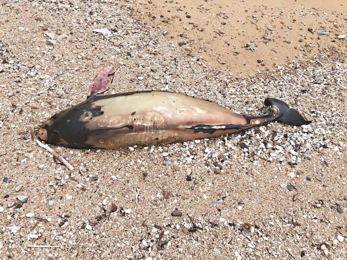 14上午在南竿發現到的死亡江豚。 馬祖岸巡隊/提供