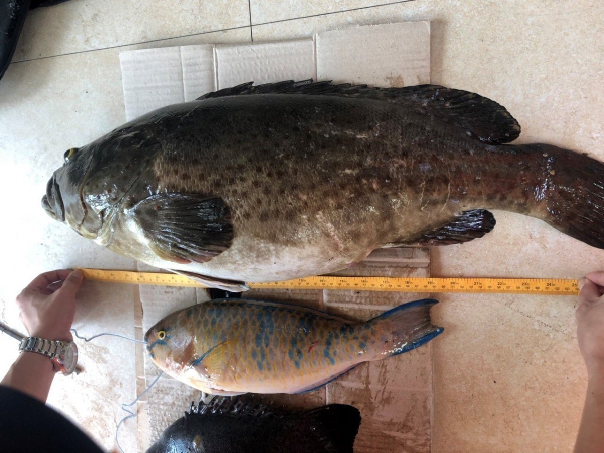 周姓男子利用魚槍違法獵捕64公分大石斑魚。第二岸巡隊/提供