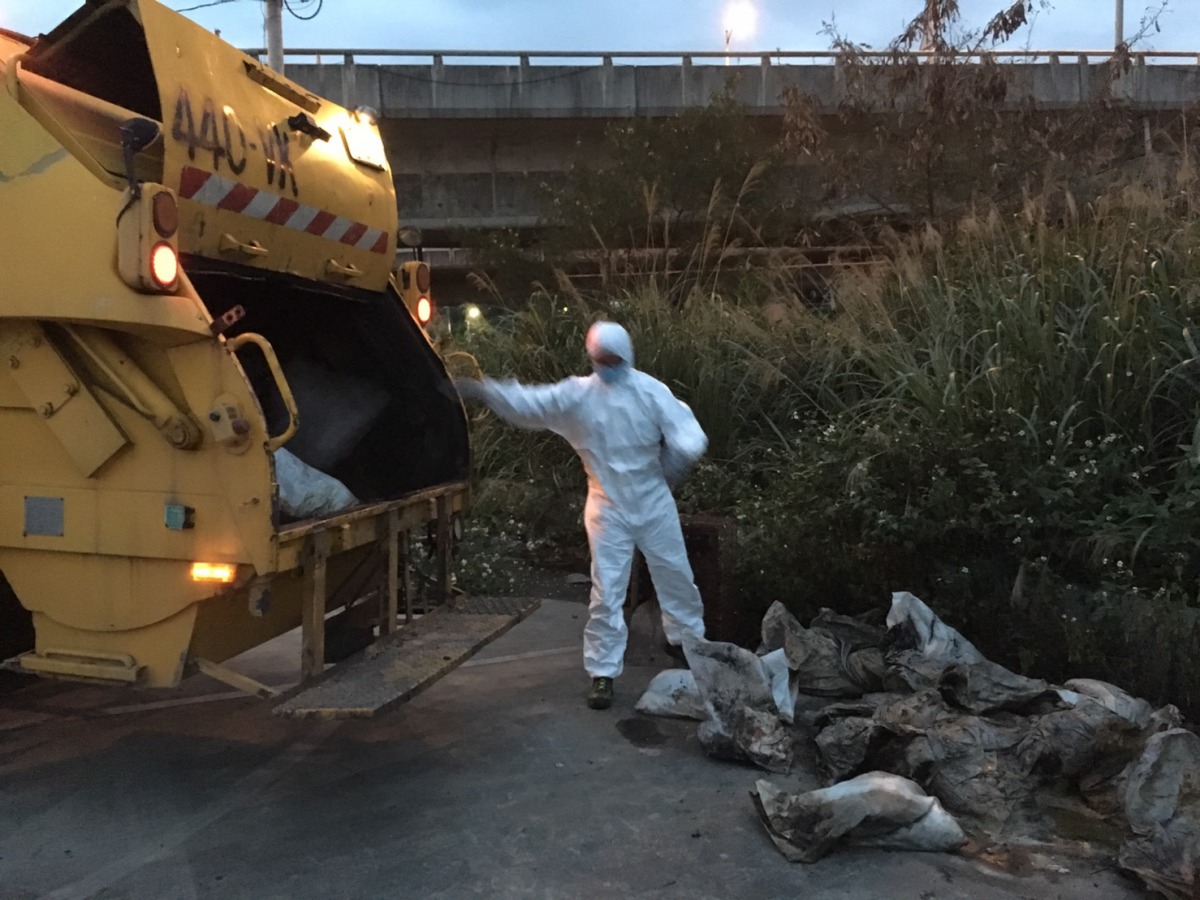 清潔隊協助雞隻屍體的清運作業。新北市動保處/提供