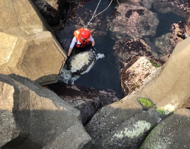 3月19日在基隆岸際發現的死亡海龜胃中有廢棄漁線、漁網等人造物。 第二岸巡隊/提供
