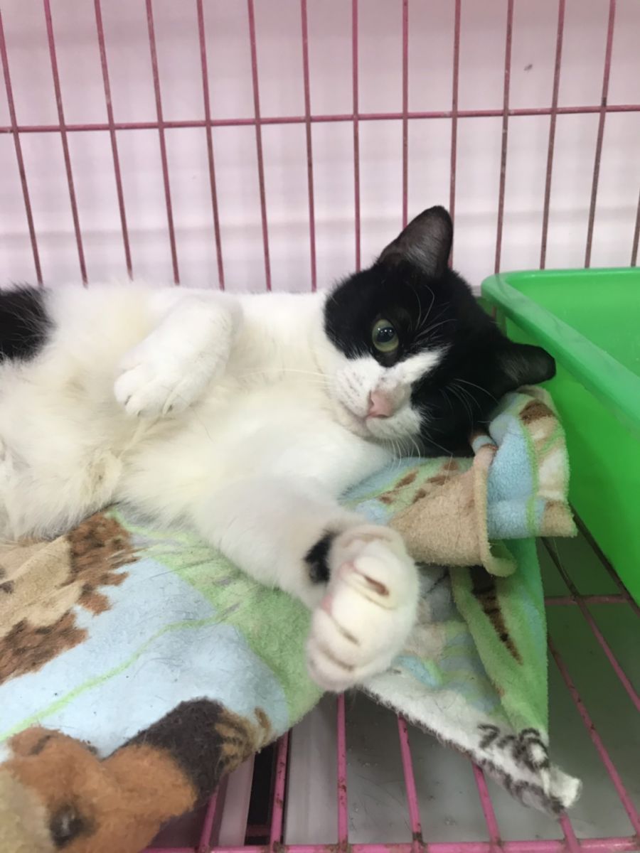 復原後的「姆姆」一直在等待一個溫暖的家。新北市動保處/提供