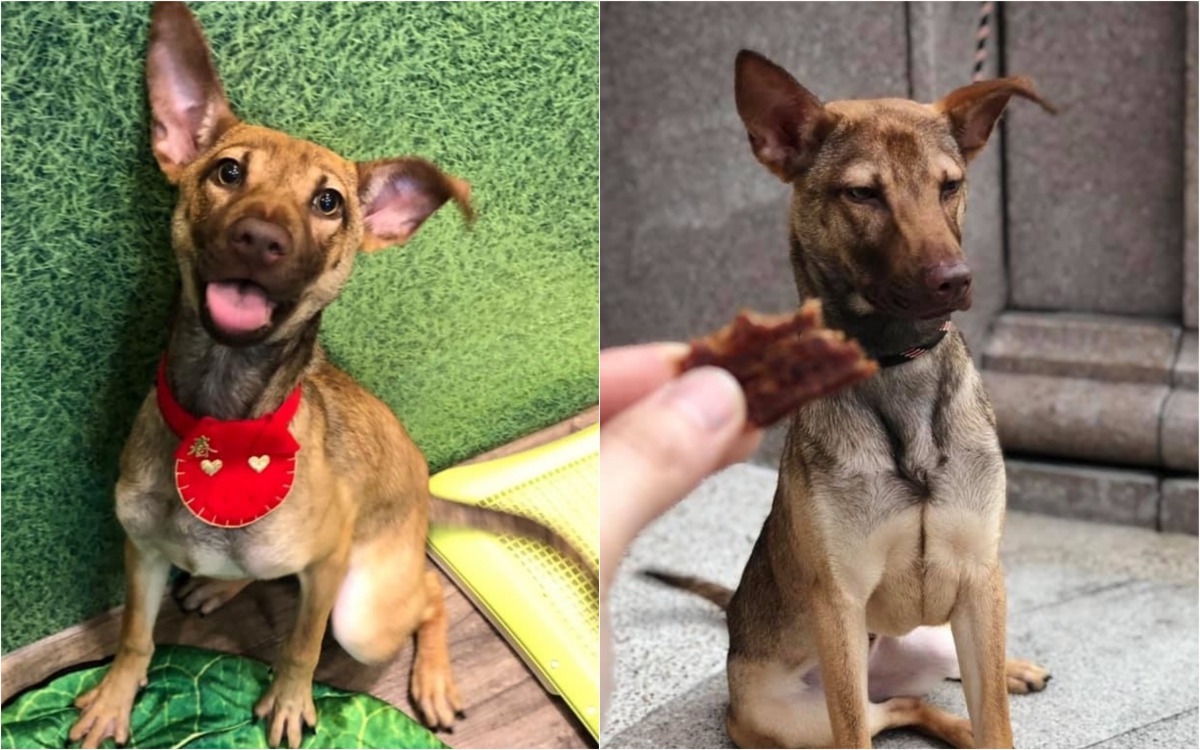 7個月大的「荳子」將會在4月27日的認養活動上開放認養。 新北市動保處/提供