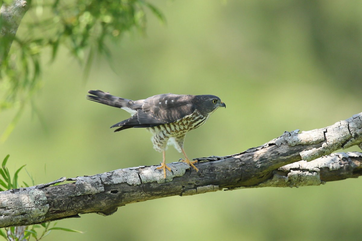 赤腹鷹幼鳥。 陳王時/攝影、提供