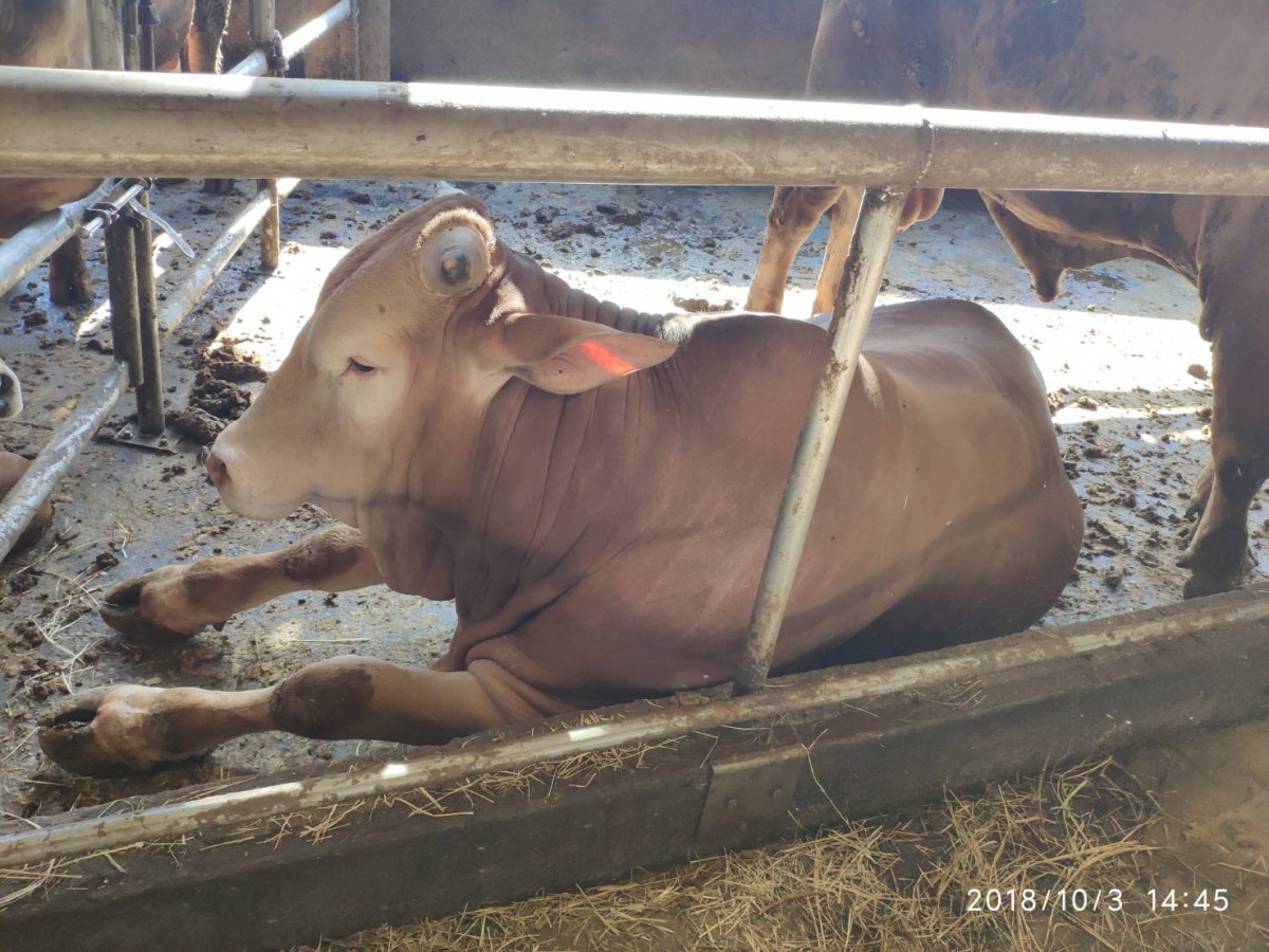 家畜所裁罰牛隻灌水業者5萬元。新竹縣家畜防治所/提供