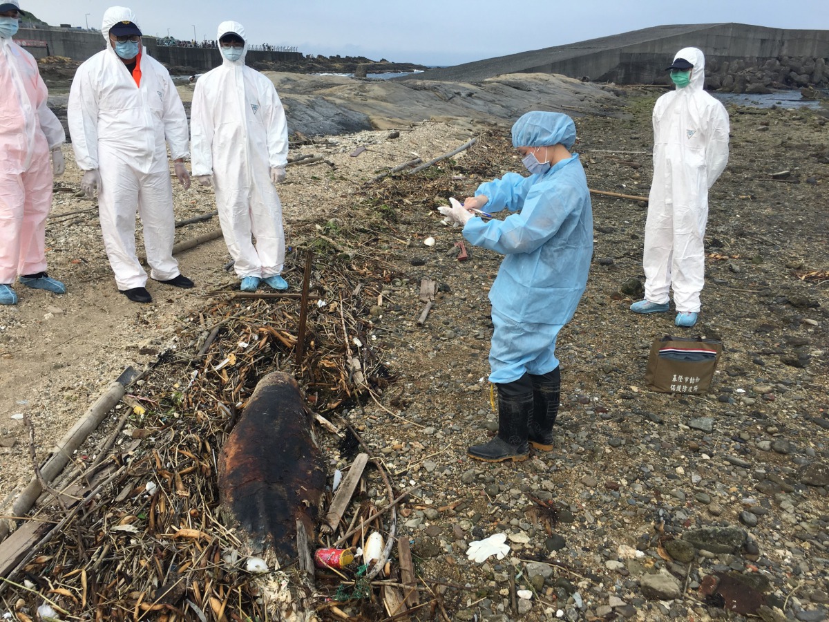 潮境保育區岸際有一隻死亡多時的保育類瓶鼻海豚。第二岸巡隊/提供