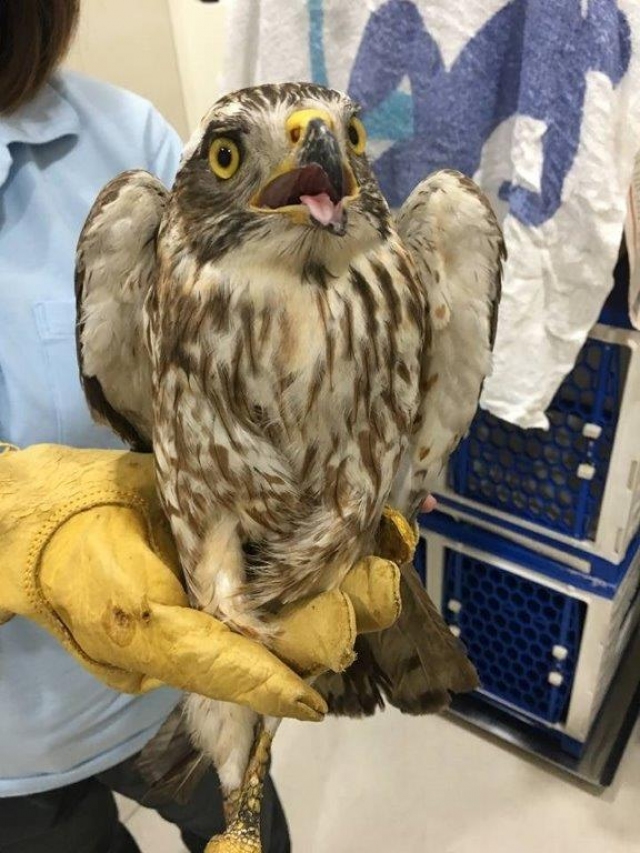 受困鳥網的灰面鵟鷹除了體型消瘦外，身上並無明顯外傷。 金管處/提供