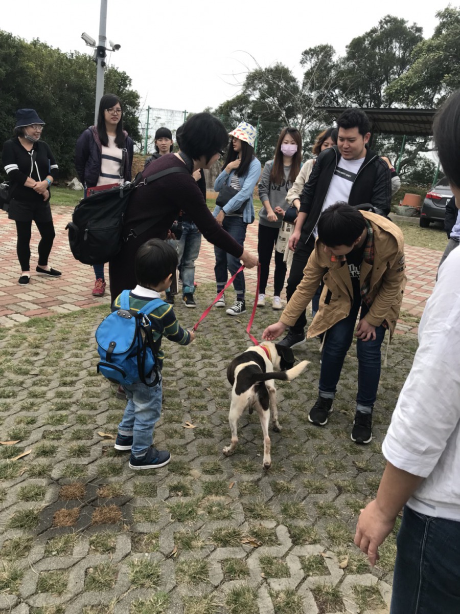 到台中遊玩可以選擇來一趟動物之家與狗狗們互動。 台中市動保處/提供